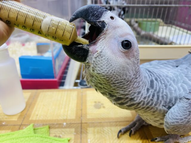 ヨウム