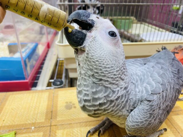 ヨウム