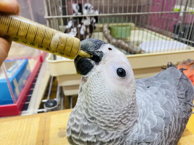 ヨウム