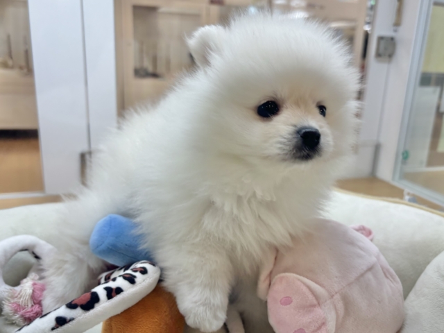 ポメラニアン