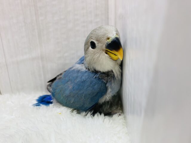 幸せを運ぶ青い鳥💙🪽コザクラインコのブルーチェリー🍒 コザクラインコ(小桜インコ)