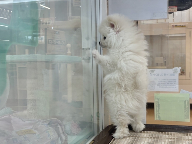 ポメラニアン
