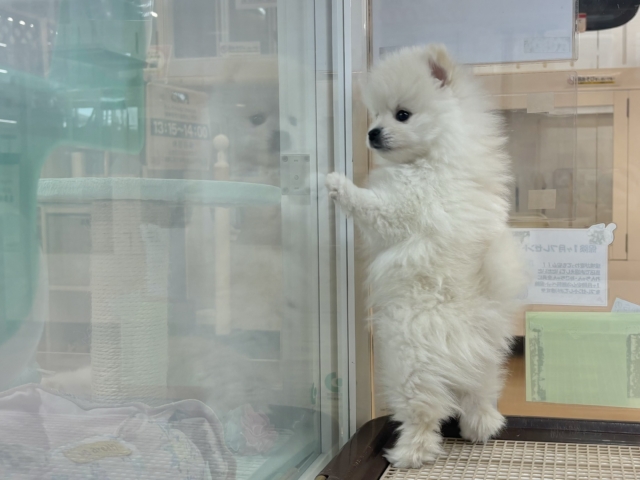 ポメラニアン