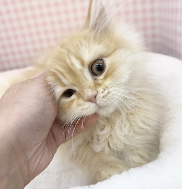 最新画像!なにこの可愛さ😍ミヌエットくん! ミヌエット