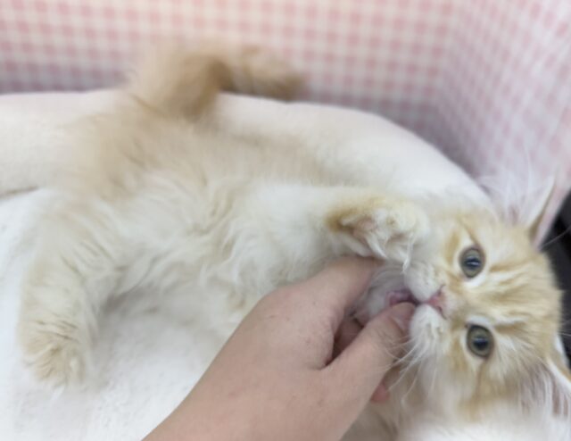 ミヌエット