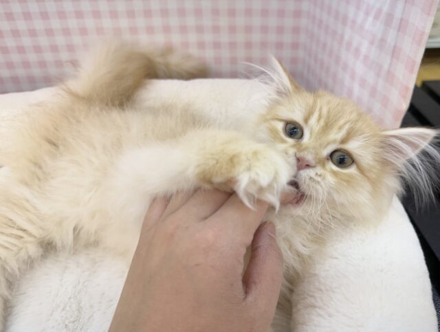 ミヌエット