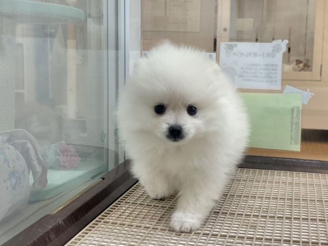 ポメラニアン