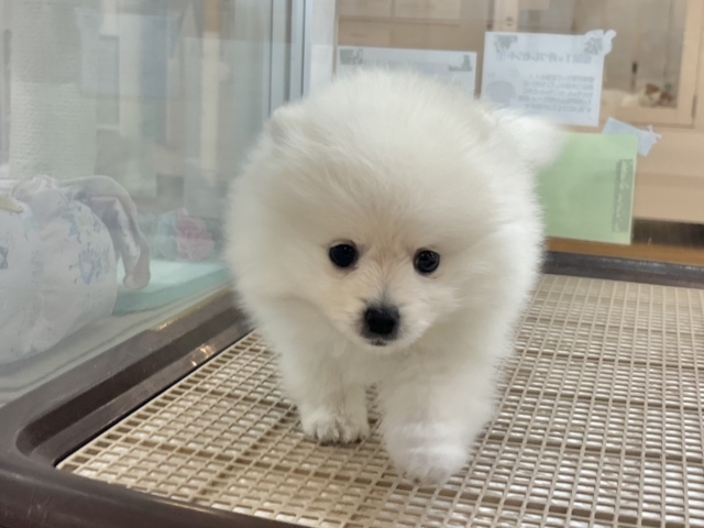 ポメラニアン