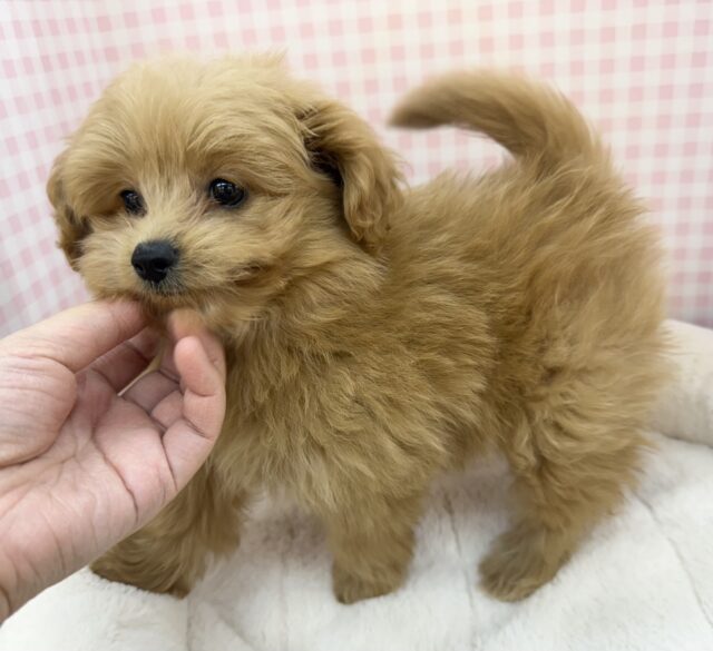 ポメプー