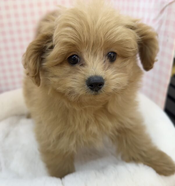 ポメプー
