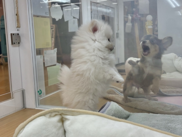 ポメラニアン