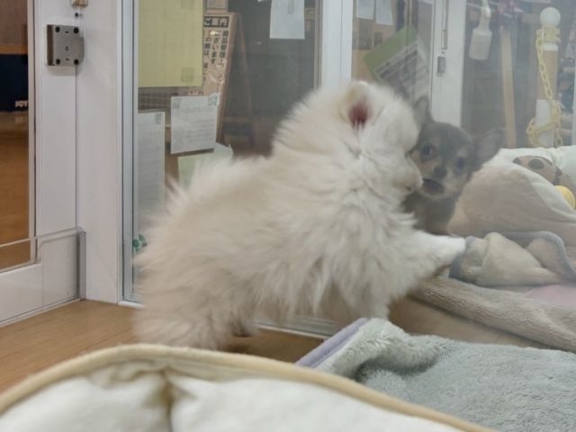 ポメラニアン