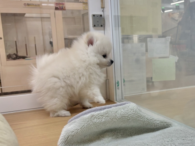 ポメラニアン