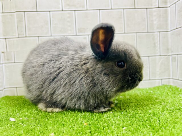 キュ~となベビーが久しぶりに登場!! ロップイヤーラビット ロップイヤーラビット