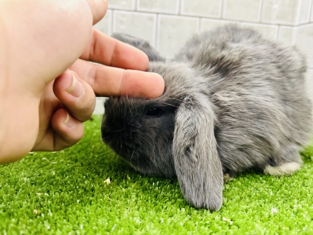 キュ~となベビーが久しぶりに登場!! ロップイヤーラビット ロップイヤーラビット