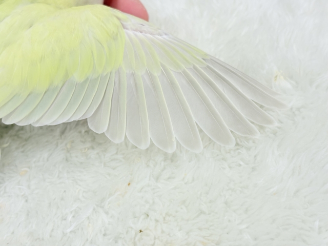 【最新画像更新🪄】ふんわり甘め🧁コザクラインコ(シナモン) ヒナ コザクラインコ(小桜インコ)