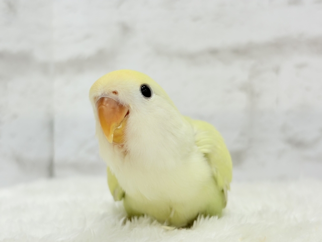 【最新画像更新🪄】ふんわり甘め🧁コザクラインコ(シナモン) ヒナ コザクラインコ(小桜インコ)