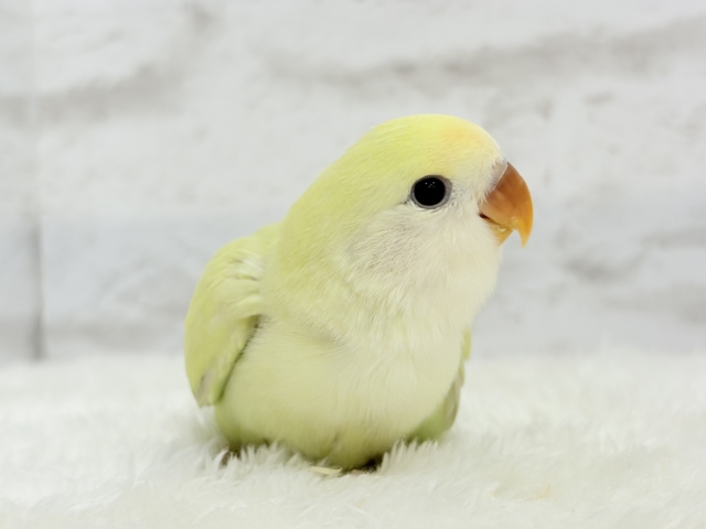 【最新画像更新🪄】ふんわり甘め🧁コザクラインコ(シナモン) ヒナ コザクラインコ(小桜インコ)