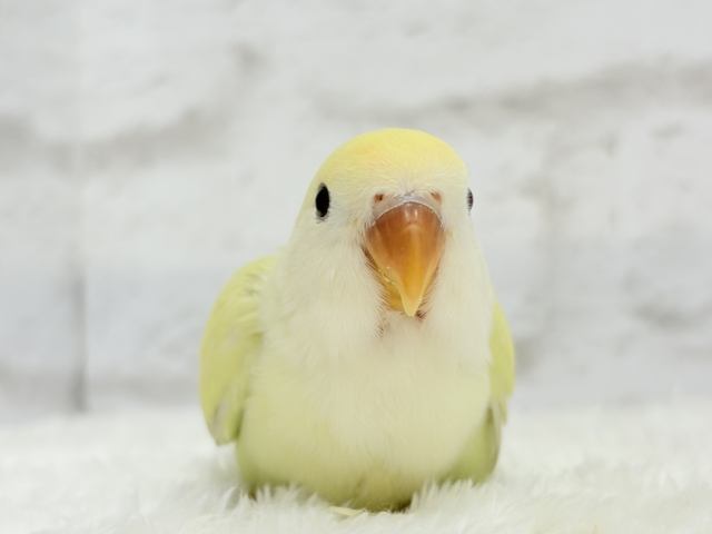 【最新画像更新🪄】ふんわり甘め🧁コザクラインコ(シナモン) ヒナ コザクラインコ(小桜インコ)