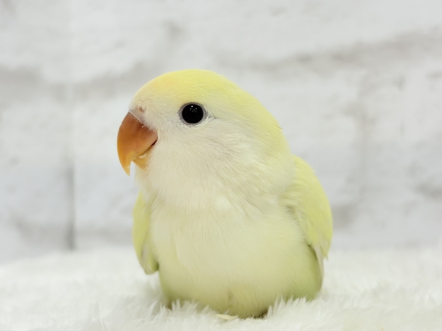 【最新画像更新🪄】ふんわり甘め🧁コザクラインコ(シナモン) ヒナ コザクラインコ(小桜インコ)