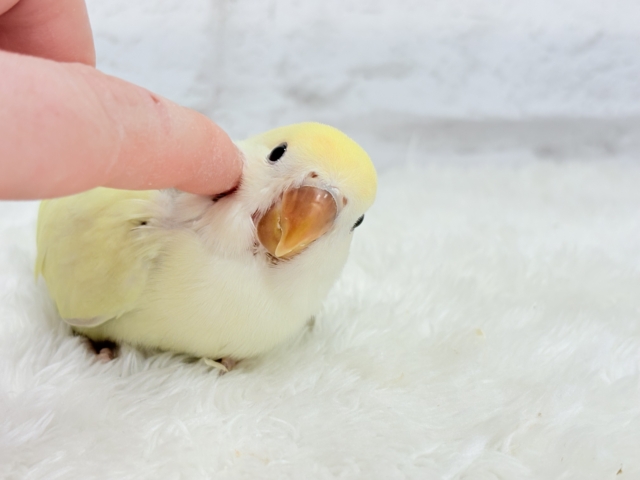 【最新画像更新🪄】ふんわり甘め🧁コザクラインコ(シナモン) ヒナ コザクラインコ(小桜インコ)