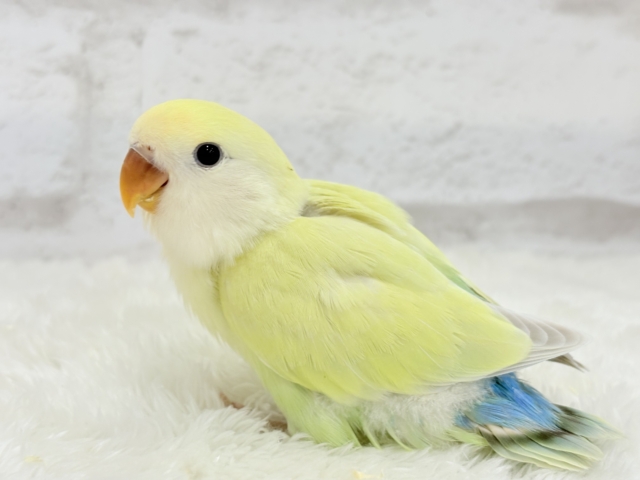 【最新画像更新🪄】ふんわり甘め🧁コザクラインコ(シナモン) ヒナ コザクラインコ(小桜インコ)