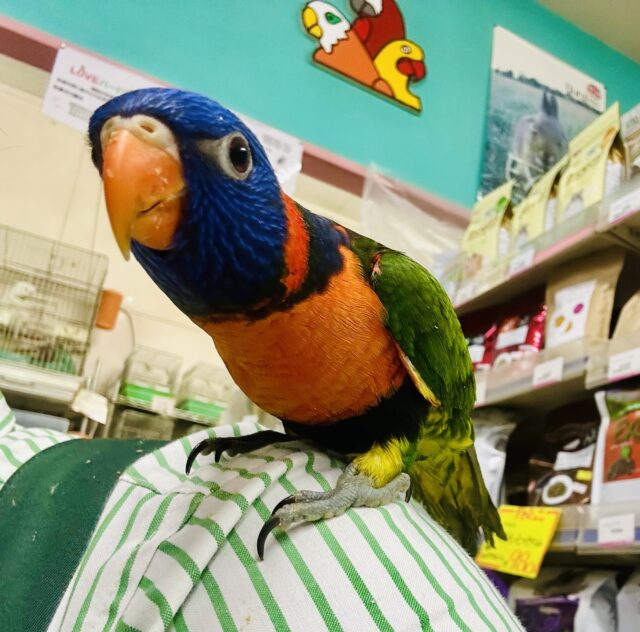 【最新画像更新☆☆】雨あがりはハレバレレインボー🌈(^_-)-☆ ゴシキセイガイインコ ゴシキセイガイインコ