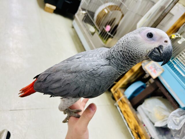 【最新画像更新☆☆】甘ったれBIGベビーが柏にもついに・・・ ヨウム ヨウム