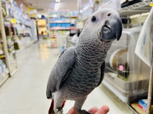 ヨウム