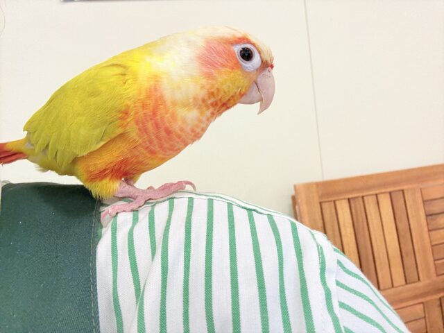 【最新画像更新🪄】ほんとはね…甘えたいんだ…♡♡ウロコインコ(サンチーク) ホオミドリウロコインコ