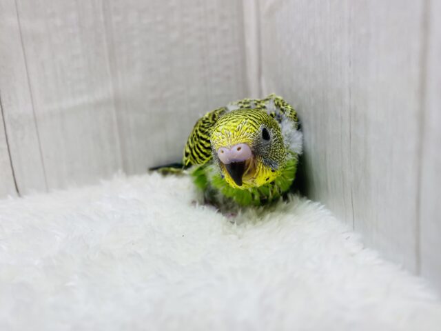 ✨芸術レベルのびっしり模様✨セキセイインコのノーマルカラー⭐️ セキセイインコ