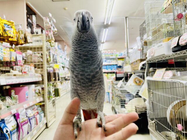 【最新画像更新☆☆】甘ったれBIGベビーが柏にもついに・・・ ヨウム ヨウム
