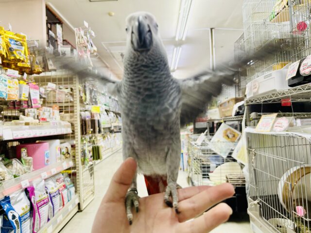 ヨウム