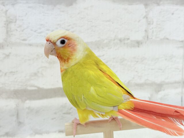 【最新画像更新🪄】ほんとはね…甘えたいんだ…♡♡ウロコインコ(サンチーク) ホオミドリウロコインコ