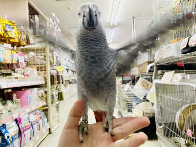 ヨウム