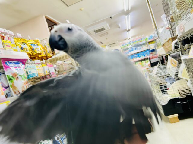 【最新画像更新☆☆】甘ったれBIGベビーが柏にもついに・・・ ヨウム ヨウム