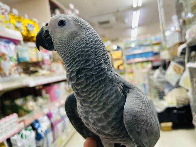 【最新画像更新☆☆】甘ったれBIGベビーが柏にもついに・・・ ヨウム ヨウム