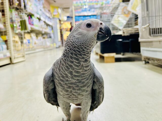 ヨウム