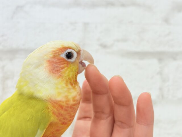 【最新画像更新🪄】ほんとはね…甘えたいんだ…♡♡ウロコインコ(サンチーク) ホオミドリウロコインコ