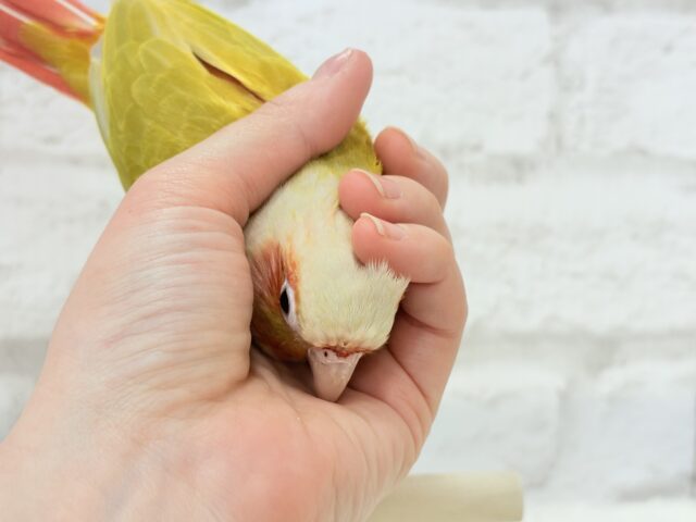 【最新画像更新🪄】ほんとはね…甘えたいんだ…♡♡ウロコインコ(サンチーク) ホオミドリウロコインコ