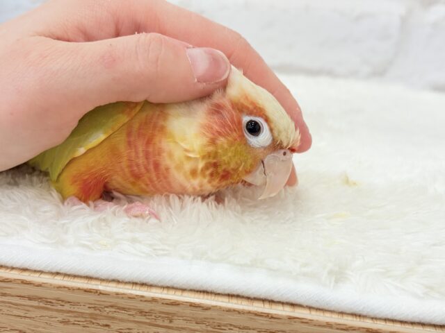 【最新画像更新🪄】ほんとはね…甘えたいんだ…♡♡ウロコインコ(サンチーク) ホオミドリウロコインコ