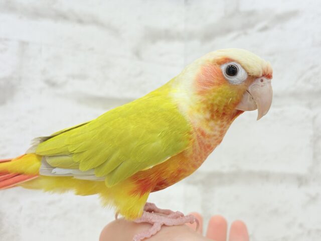 【最新画像更新🪄】ほんとはね…甘えたいんだ…♡♡ウロコインコ(サンチーク) ホオミドリウロコインコ