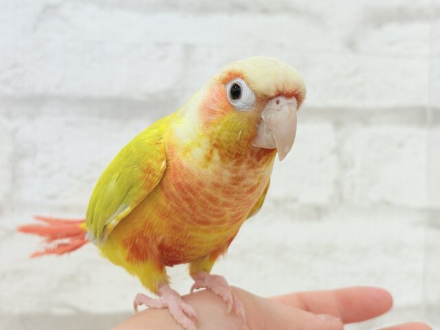 【最新画像更新🪄】ほんとはね…甘えたいんだ…♡♡ウロコインコ(サンチーク) ホオミドリウロコインコ
