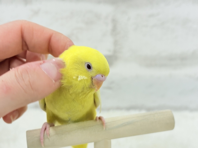 【最新画像更新🪄】スーパーイエロー💛たまごちゃん🐣セキセイインコ(ルチノー) ヒナ セキセイインコ