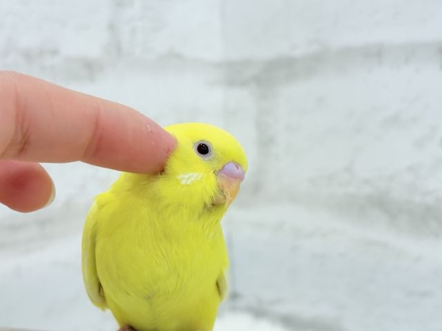 【最新画像更新🪄】スーパーイエロー💛たまごちゃん🐣セキセイインコ(ルチノー) ヒナ セキセイインコ