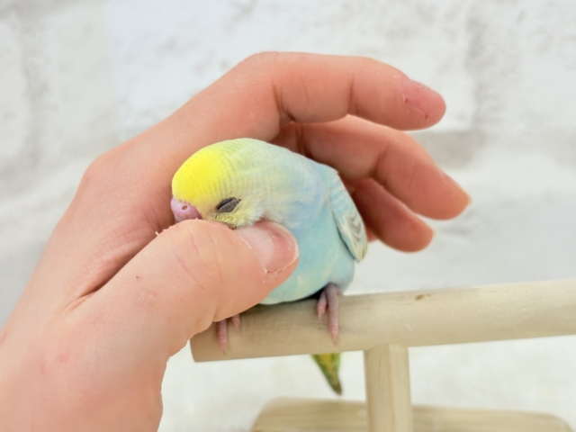 【最新画像更新🪄】パステル界の美人担当.*・゚セキセイインコ(パステルレインボー) ヒナ セキセイインコ