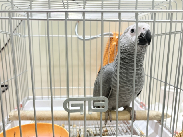 ヨウム