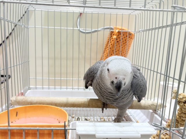 【最新画像更新🪄もうすぐひとり餌☆】極上の甘さに要注意🦜💖ヨウム(男の子) ヨウム