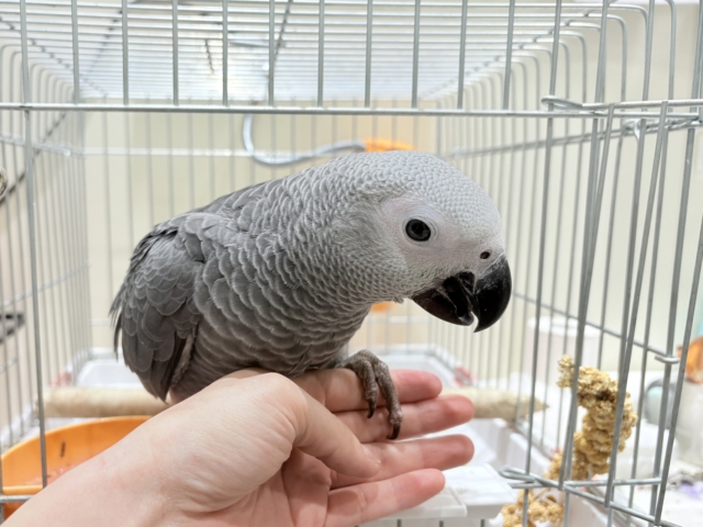 ヨウム