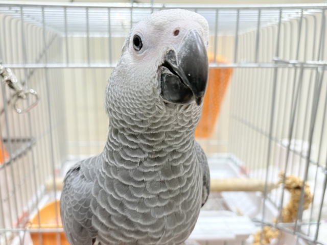【最新画像更新🪄もうすぐひとり餌☆】極上の甘さに要注意🦜💖ヨウム(男の子) ヨウム